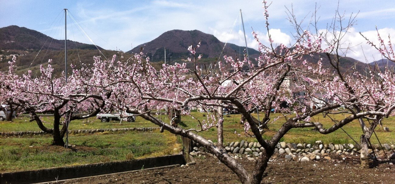 桜の木の風景